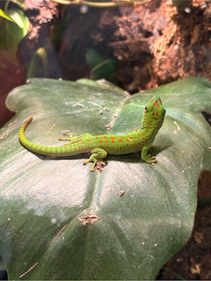 Madagaskar-Taggeckos