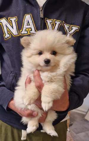 Pomeranian Zwergspitz 