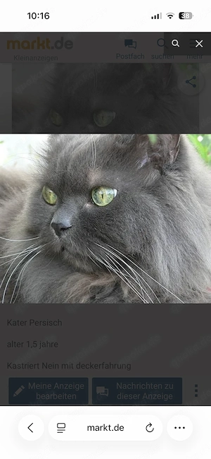 Katzen Paar