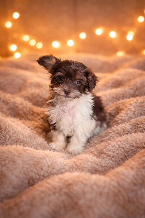 süße Pudelmix Hündin