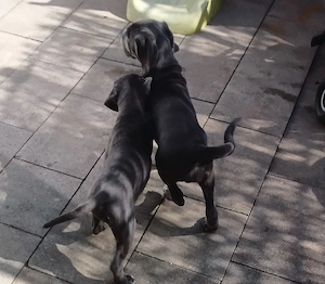 2 Cane Corso Hündinnen in blue line, grau blau, selten