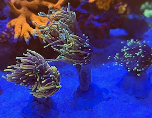 Verschiedene Euphyllia zu verkaufen 