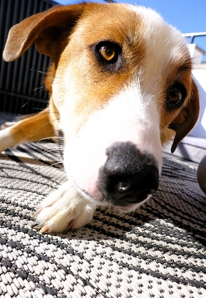 Mica - ein echtes Juwel auf 4 Pfoten Bild 9