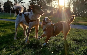 Mica - ein echtes Juwel auf 4 Pfoten