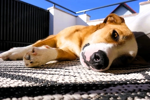 Mica - ein echtes Juwel auf 4 Pfoten Bild 6