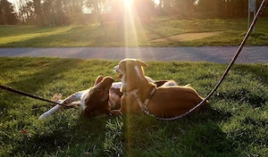 Mica - ein echtes Juwel auf 4 Pfoten Bild 7