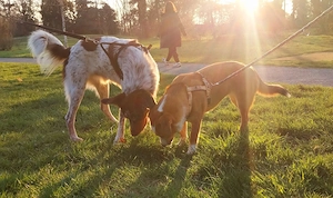Mica - ein echtes Juwel auf 4 Pfoten Bild 4
