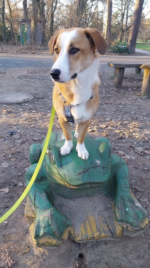 Mica - ein echtes Juwel auf 4 Pfoten Bild 10