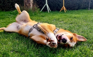 Mica - ein echtes Juwel auf 4 Pfoten Bild 2