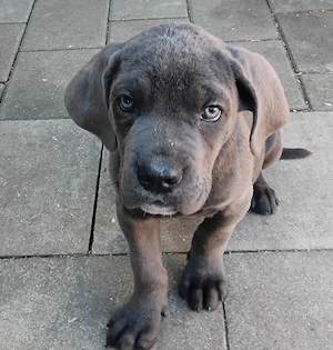 2 Cane Corso Hündinnen in blue line, grau blau, selten