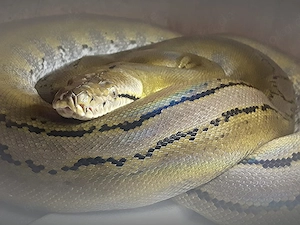 Netzpython (0,1  4,5m +)