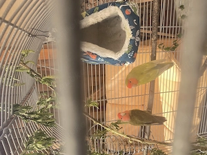 Unzertrenlichen Rosenköpfchen 