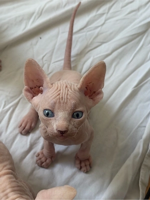 Sphynx Elf Baby Katzen
