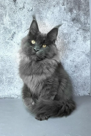 Wunderschönes, 5 Monate altes Katerchen   in der Familie aufgezogen und superlieb!