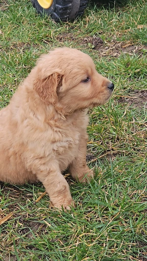 Golden Retriever Welpen