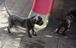  Cane Corso Hündin in blue line, grau, selten knapp 13 Wochen alt