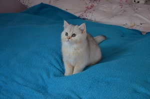 Süße BKH    Silver Shaded Babykatze - entwurmt und geimpft