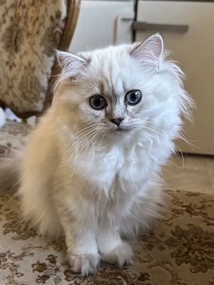 Britischlangharige Katzenbabys. 700,00 