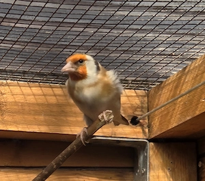 0.1 Stieglitz Major in braun 