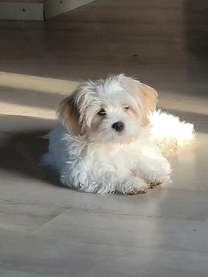 Bichon Frise   Shih Tzu - Welpe sucht Familie 
