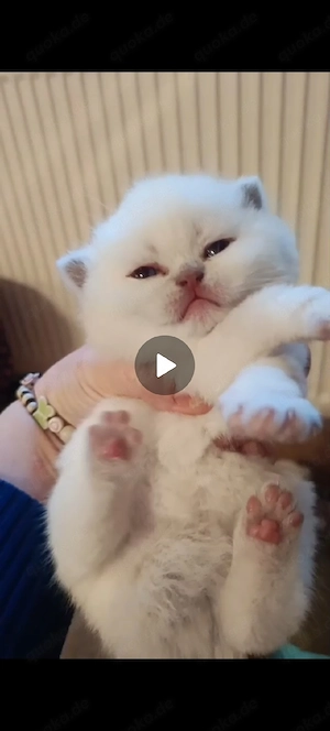 BKH, Britisch Kurzhaar, Mädchen , Mai Abgabe bereit.