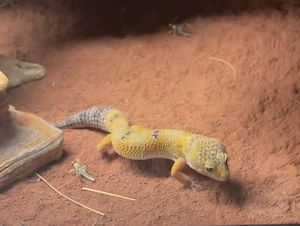 Leopardgecko Bild 2