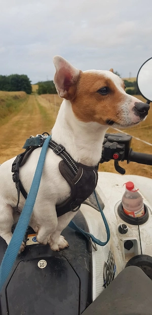 Jack Russel Welpen 