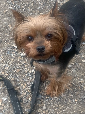 york shier junge rüde  abzugeben 