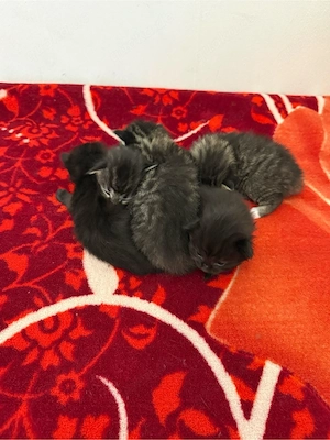 (: Kitten suchen ein liebevolles Zuhause :)