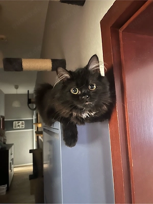 Maincoon Perser Mix Kater 