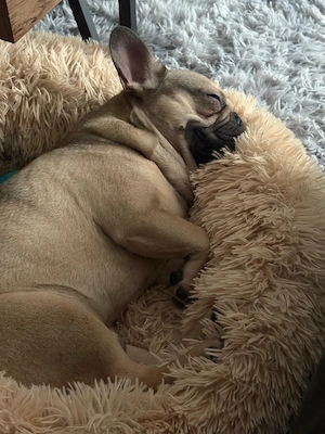 Suche neues zuhause Französische Bulldogge