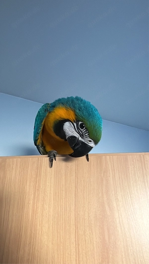 2 Gelbbrustaras jung