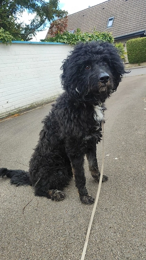 Mischlingsrüde abzugeben 