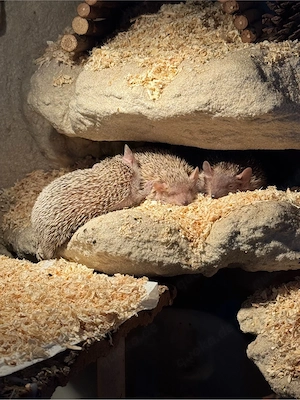 Tanrek-Igel (Echinops telfairi) sucht liebvolles zu Hause 
