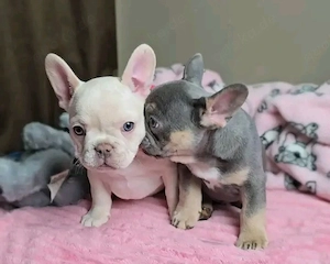 Bezaubernde Französische Bulldoggenwelpen