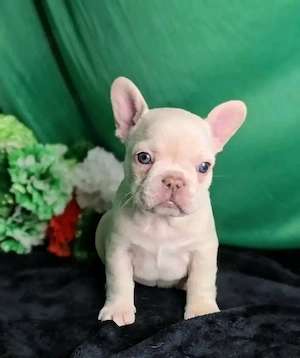 Bezaubernde Französische Bulldoggenwelpen