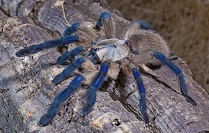 Vogelspinne Monocentropus balfouri 0.1