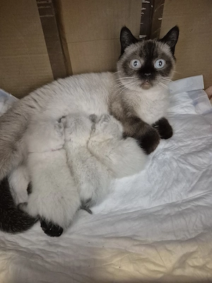 Bkh Kitten Blau Augen. 