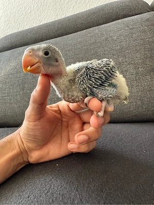 Alexandersittich für handaufsucht zum abgeben