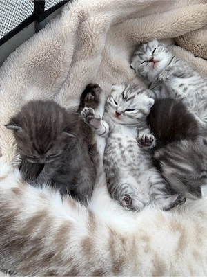 BKH Kitten suchen ein neues Zuhause   Reservierung möglich