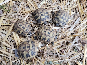 Abgabe von Nachzuchten   Griechische Landschildkröte