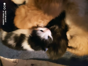 6 Mix Kitten BKH Glückskatze Kater Katze