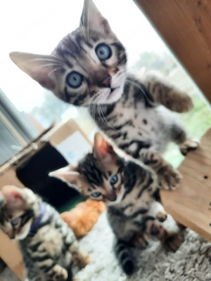 Bengal Katzenbabys Reinrassig 