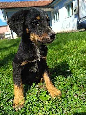 Welpe Rocky in Bosnien sucht ein Zuhause