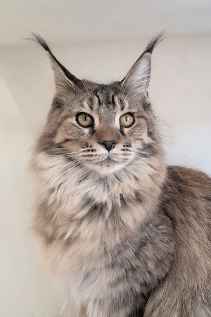 Wunderschöner Maine-Coon-Kater   5 Monate alt   vollständig geimpft und in der Familie aufgezogen