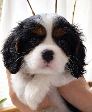 Cavalier-King-Charles-Spaniel-Welpen mit Ahnentafel VDH-VK