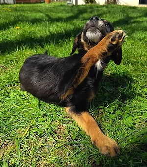 Welpe Rocky in Bosnien sucht ein Zuhause