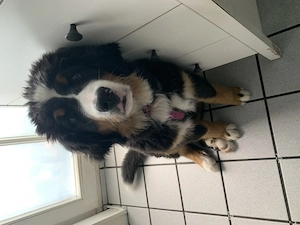Berner Sennen Hündin  Bild 3