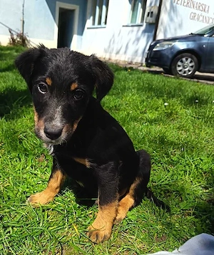 Welpe Rocky in Bosnien sucht ein Zuhause