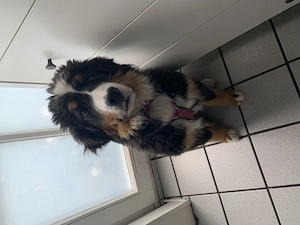 Berner Sennen Hündin  Bild 2
